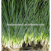 Мш01 ООО Baitou белый топ ОП зеленый шалот семена, зеленый семена лука 